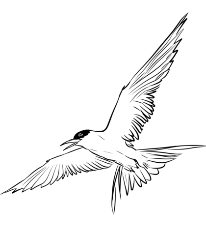 Flying Arctic Tern Coloring Page